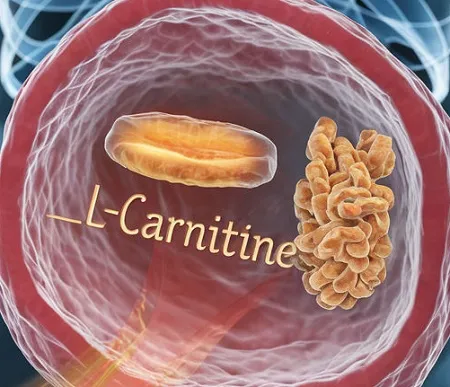 مکمل ال کارنیتین چیست؟